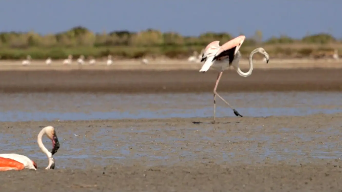 Proyecto de Polarys para The Unknow Sicily
